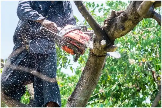 tree services Clifton Heights